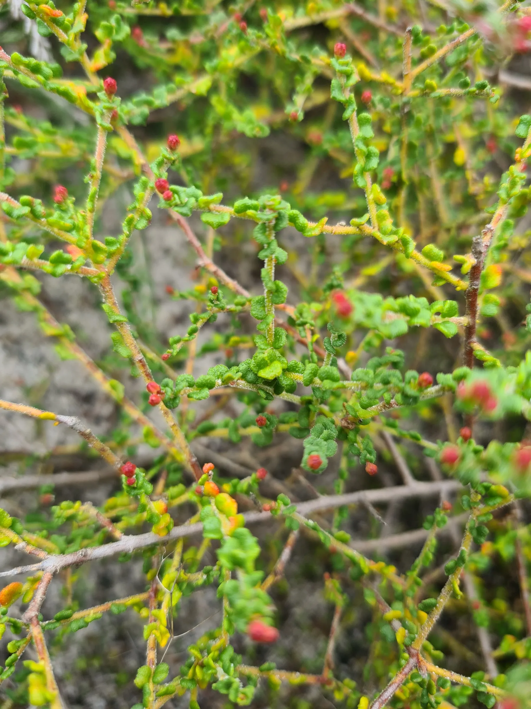 TPAG volunteers surveying a threatened plant site