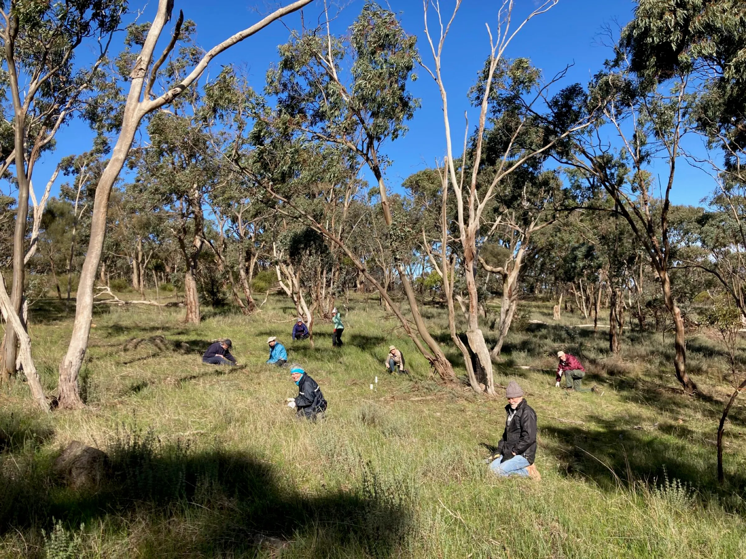 TPAG volunteers weeding at Sevenhill